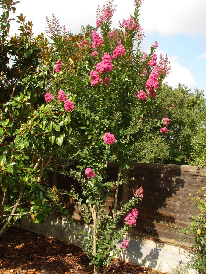 Lilas des indes