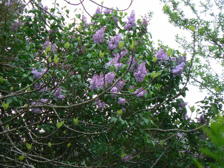 Lilas mauve.