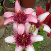 Potager 2013