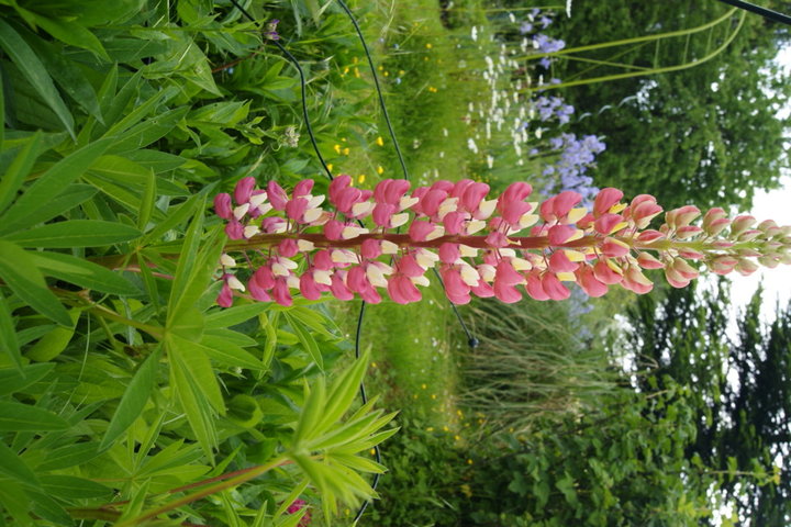 Lupin rose