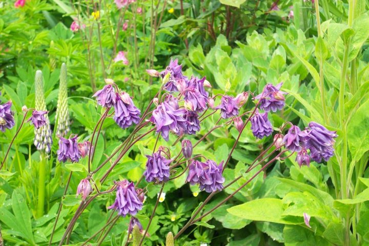 Lupins