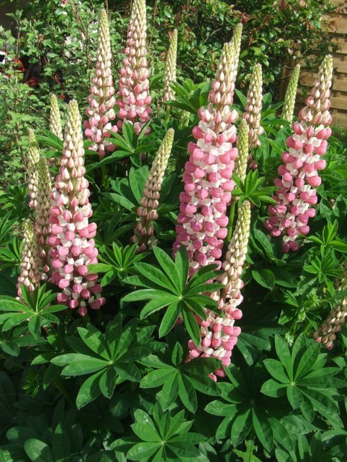 Lupins