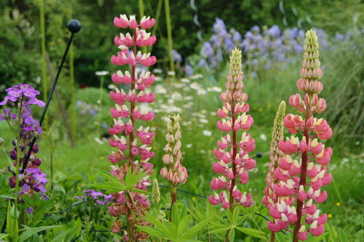 Lupins