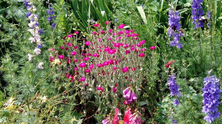 Lychnis, pieds d'alouettes, delphiniums, digitales...