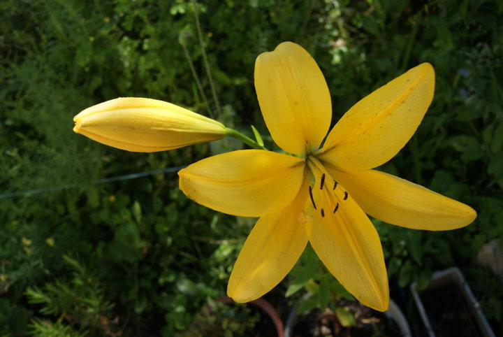 Lys Jaune