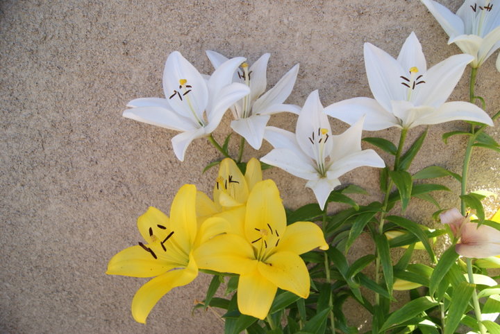 Lys planté en jardiniere