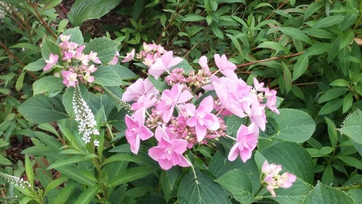 Lysimaque blanche et hortensia ?