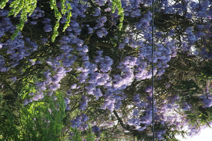 Ma glycine