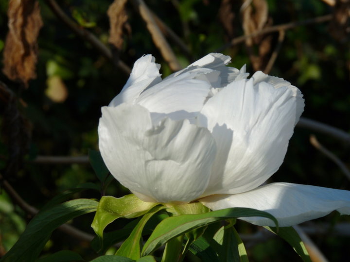 Ma pivoine arbustive