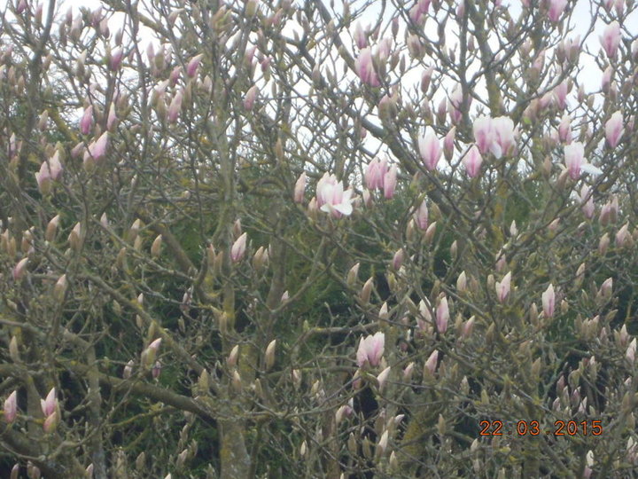 Magnolia