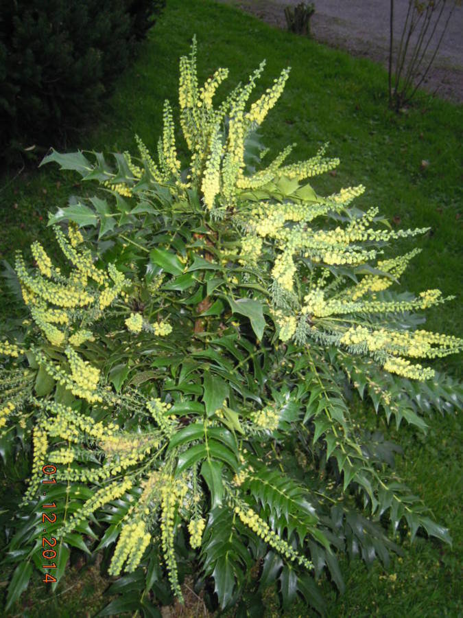 Mahonia