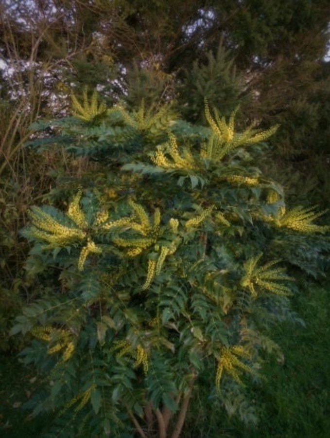 Mahonia