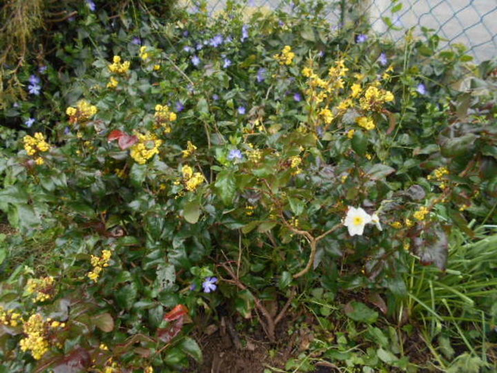 Mahonia aquifolium