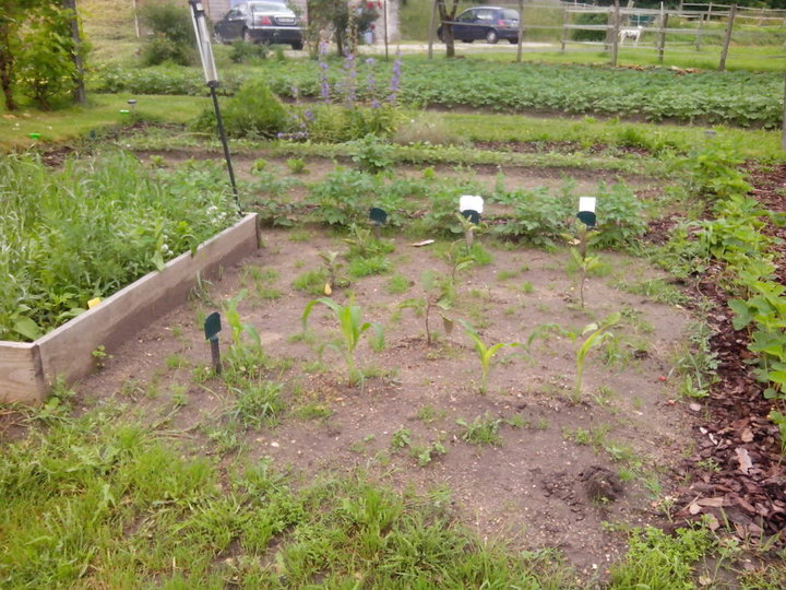 Maïs devant, aubergines derrière et quelques PDT et beaucoup beaucoup d'herbe!!! merci la pluie!!!