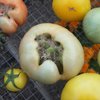 Tomates St Pierre 2013