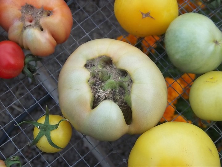 Malformation de la tomate