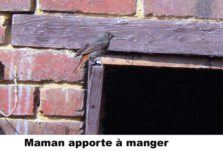 Maman apporte à manger