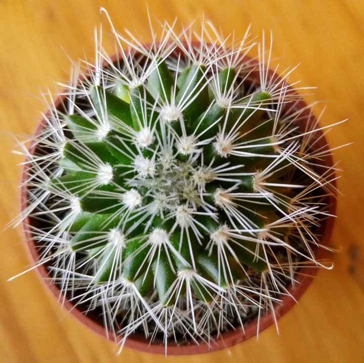 Mammillaria.