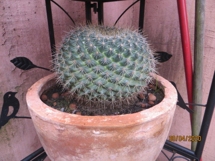 Mammillaria