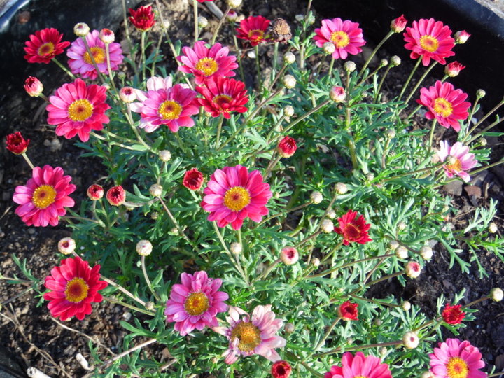 Marguerite ..anthémise ..