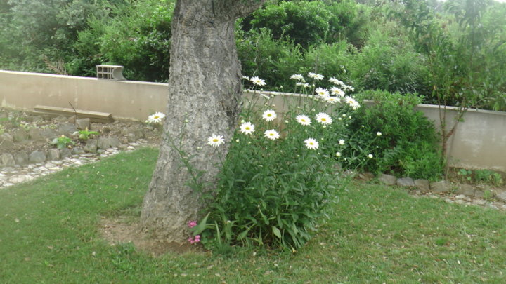 Marguerites