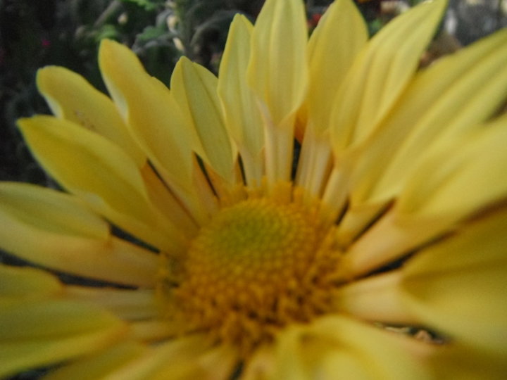 Marguerites