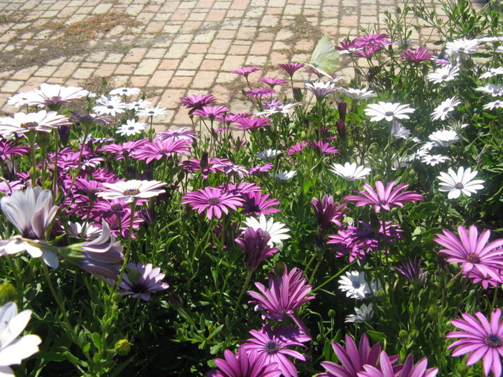 Marguerites du cap