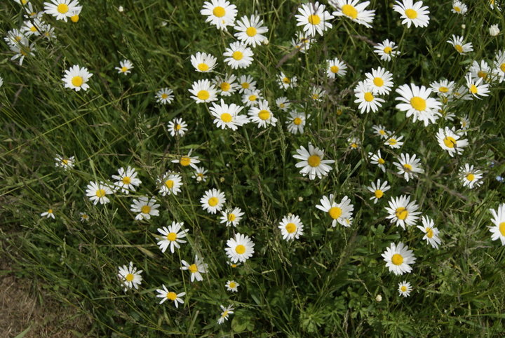 Margueritte