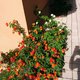 Lantana