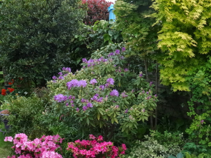 Massif de plantes d'ombre