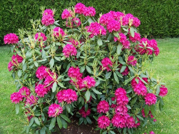 Massif et fleurs d'agrément