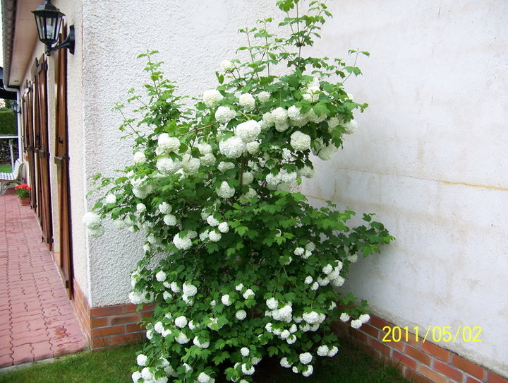 Massif et fleurs d'agrement