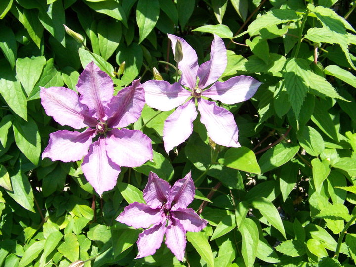 Massif et fleurs de d'agrément