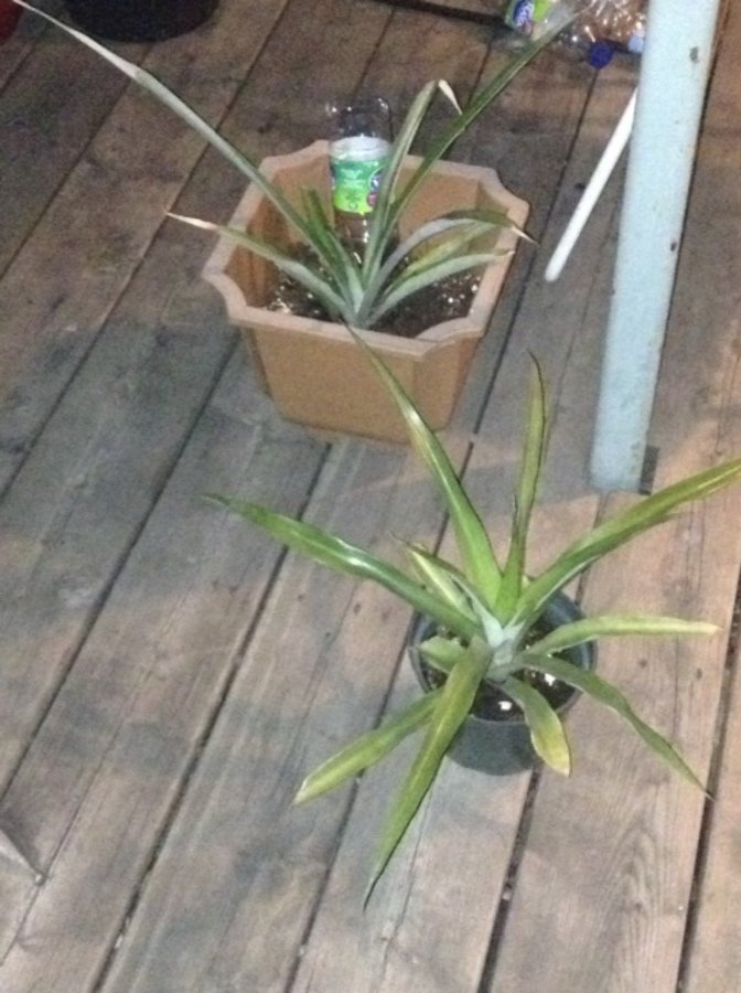 Mes 2 précieux ananas.