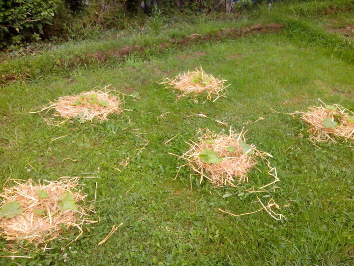 Mes courgettes... achetées...