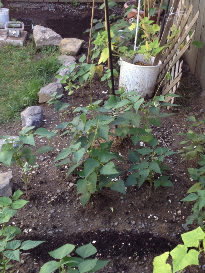 Mes haricots rouges