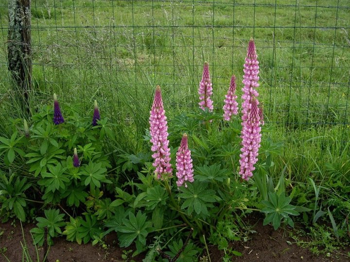 Mes lupin 