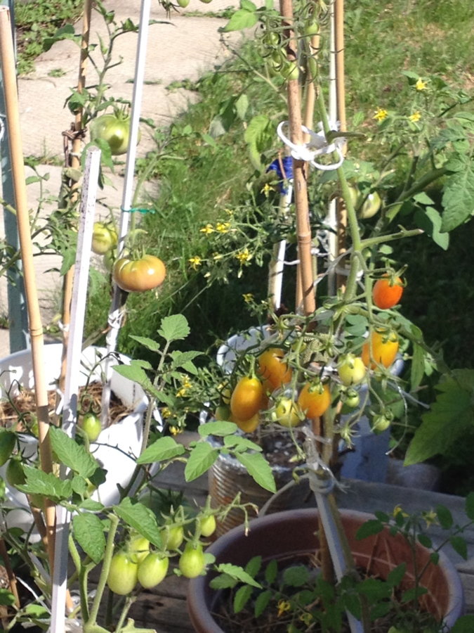 Mes merveilleuses tomates