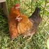 Mes poules