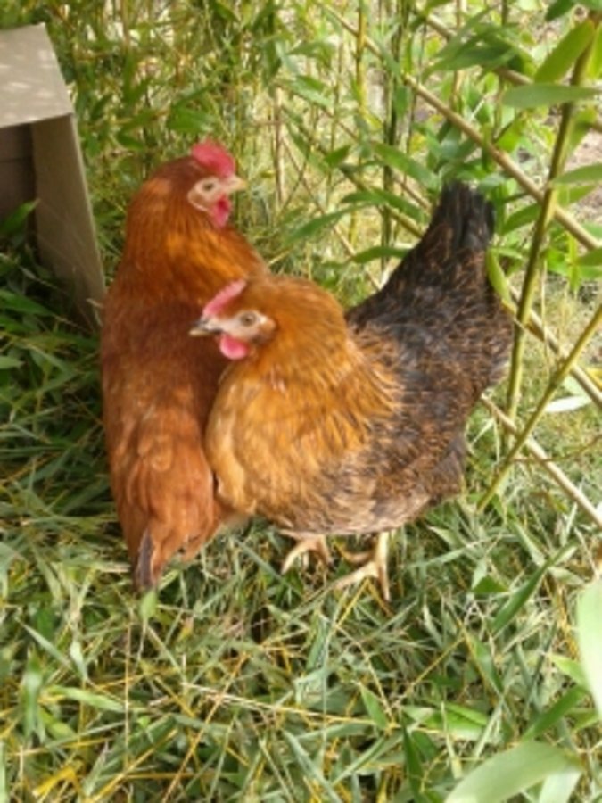 Mes poules pondeuses