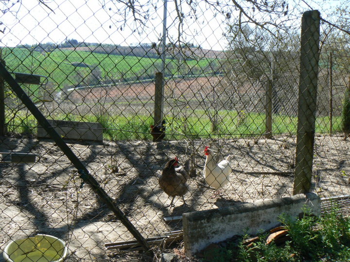 Mes poulettes.