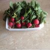 Mon potager 