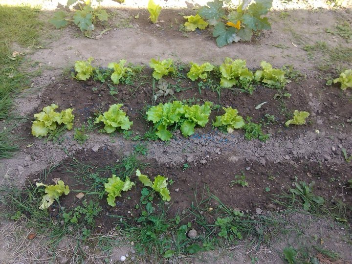 Mes salades: laitues batavia repiquées