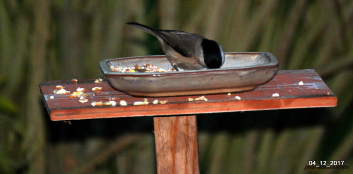 Mésange a tête noir