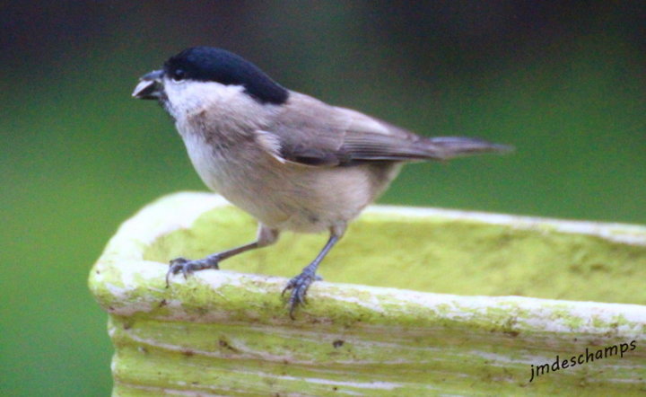 Mésange a tête noir