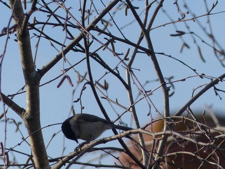 Mésange a tête noire