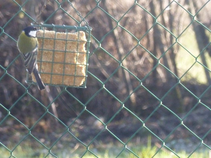 Mésange a tête noire..