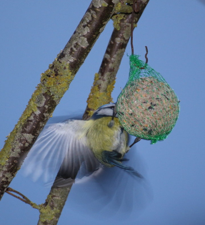 Mésange bleu