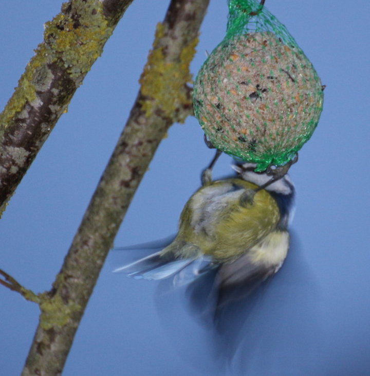 Mésange bleu