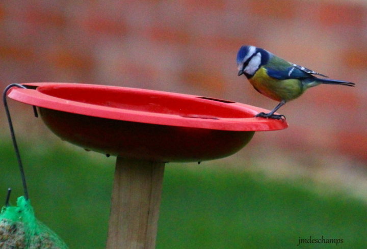 Mésange bleu